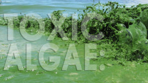 Toxic Algae